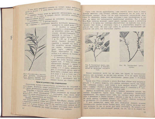 Чендлер У.Х. Плодоводство / Пер. и ред. Е.И. Алешина. М.; Л.: Сельхозгиз, 1935.